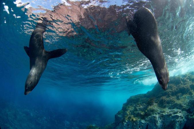 Two Juan Fernandez fur seals (Arctocephalus philippii) slide through the water off the Desventuradas Islands about 559 miles (900 kilometers) west of Chile. Divers snapped this picture during a 2013 expedition to an area that is now the largest no-take marine reserve in the Americas. PHOTO: ENRIC SALA