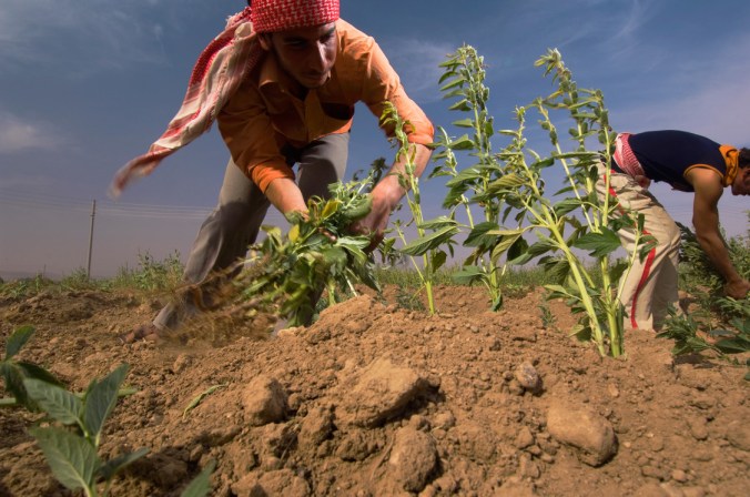 Farmers harvest sesame in Syria. PHOTO: JIM RICHARDSON