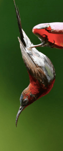 Vigor's Sunbird by Gururaj Moorching - La Paz Group