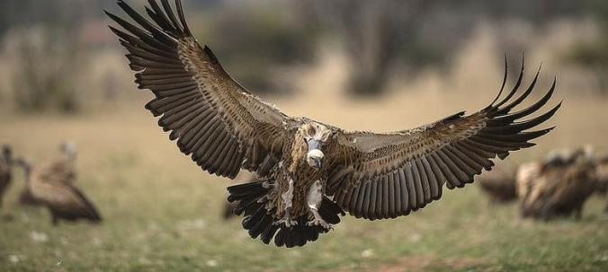 69% of vulture and condor species are listed as threatened or near-threatened, most of which are classed as “endangered” or “critically endangered”.