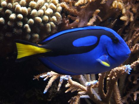 1024px-blue_tang_28paracanthurus_hepatus29_02
