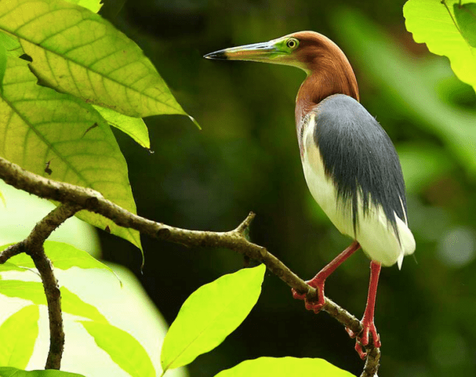 Chinese Pond Heron by Gururaj Moorching - La Paz Group