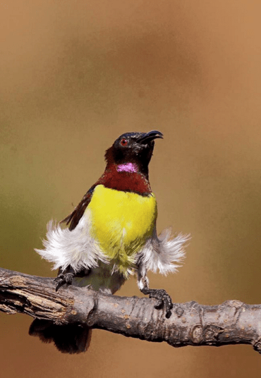 Purple-rumped Sunbird by Gururaj Moorching - La Paz Group