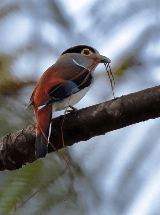 Silver Breasted Broadbill by Gururaj Moorching - La Paz Group