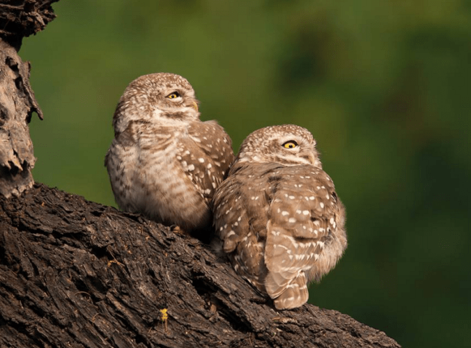 Spotted-owlets by Sudhir Shivaram - La Paz Group