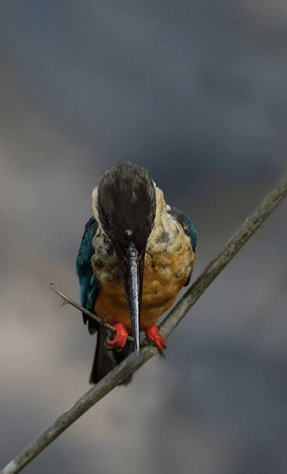 Stork-billed Kingfisher by Gururaj Moorching - La Paz Group