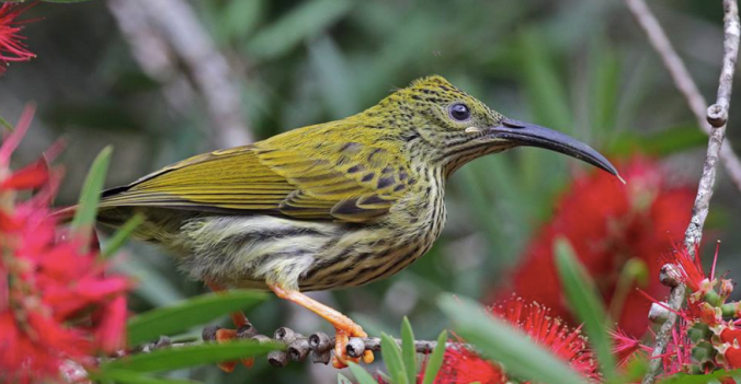 Streaked Spiderhunter by Gururaj Moorching - La Paz Group