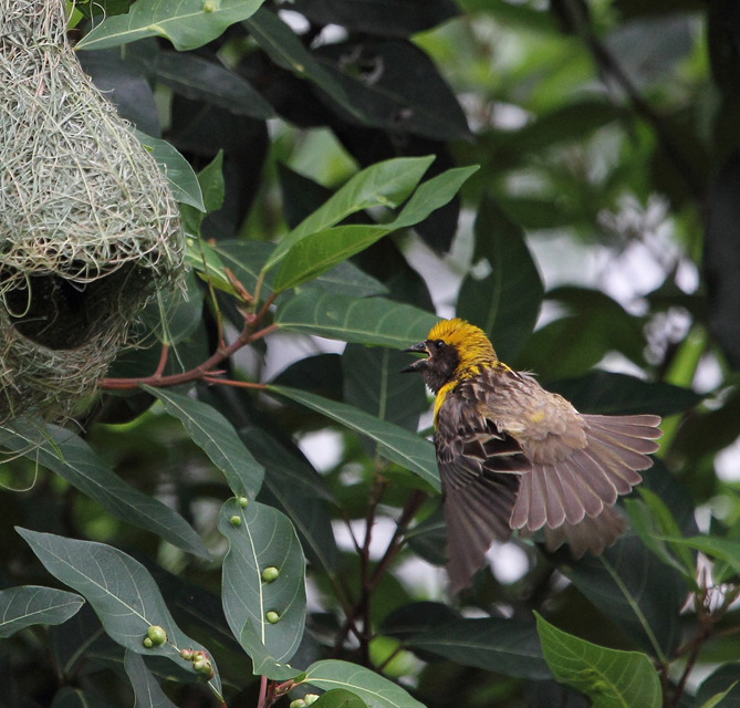 Baya Weaver by Vijaya Kumar - La Paz Group