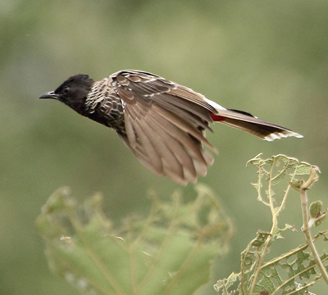 Red-vented Bulbul by Vijaya Kumar - La Paz Group