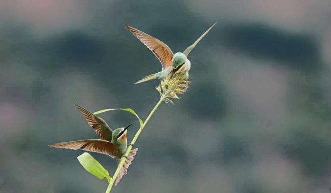 Blue-cheeked Bee-eater by Gururaj Moorching - La Paz Group