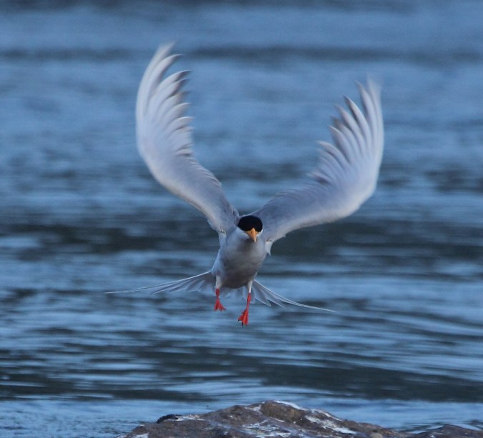 River Tern by S. Vijayakumar - RAXA Collective