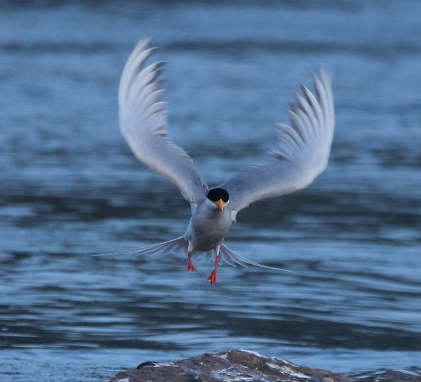 River Tern by S. Vijayakumar - RAXA Collective