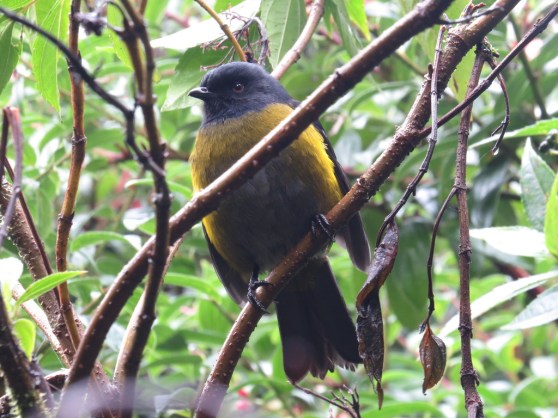 Black-and-yellow Silky-flycatcher by Seth Inman - La Paz Group