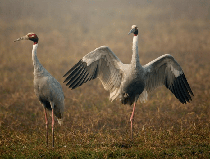 Sarus Cranes by Sudhir Shivaram  - La Paz Group