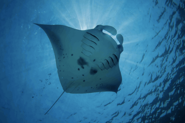 Photo by: Ray Van Eden http://www.kuredu.com/maldives-underwater-world-manta-rays-kuredu/