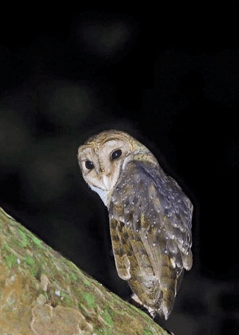 Andaman Barn Owl by Gururaj Moorching - La Paz Group