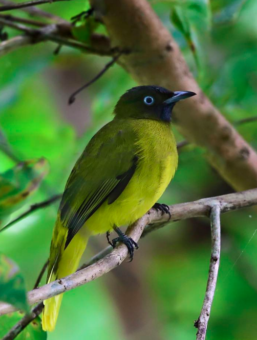Andaman Bulbul by Gururaj Moorching - La Paz Group