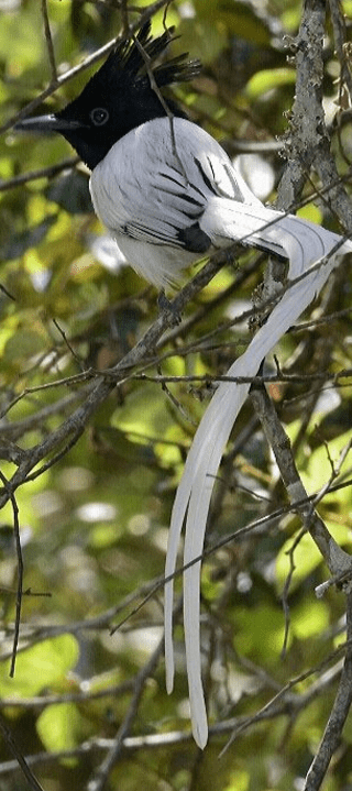 Asian Paradise flycatcher by Vijaykumar Thondaman - La Paz Group