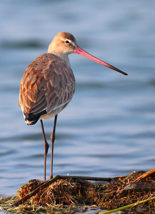 Black-Tailed Godwit by Gururaj Moorching - La Paz Group