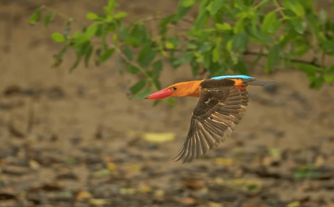 Brown-winged Kingfisher by Dr. Eash Hoskote - La Paz Group