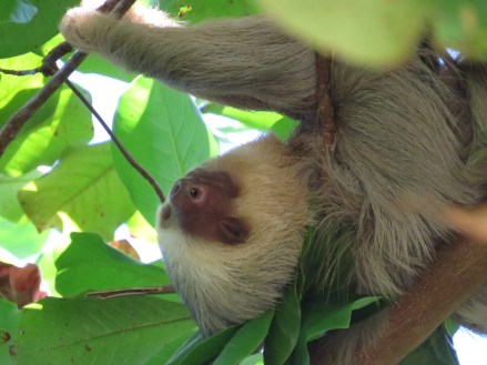 napping Two-toed Sloth