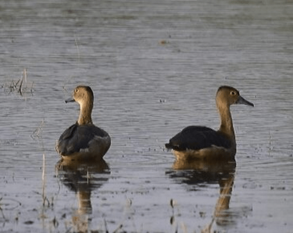 Lesser Whistling Duck by Vijaykumar Thondaman - Lap Paz Group