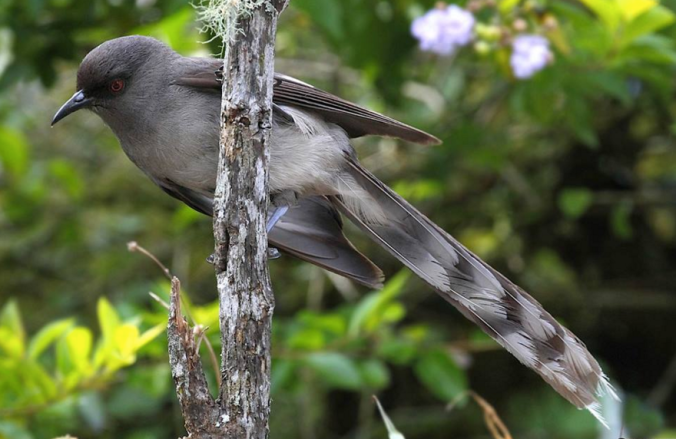 Long-Tailed Sibia by Gururaj Moorching - La Paz Group