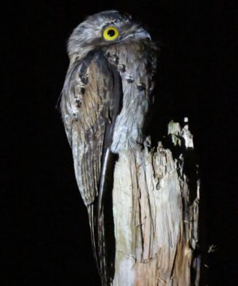 Northern Potoo