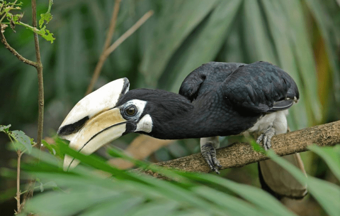 Oriental Pied Hornbill by Gururaj Moorching - La Paz Group