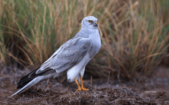 Pallid Harrier by Gururaj Moorching - La Paz Group