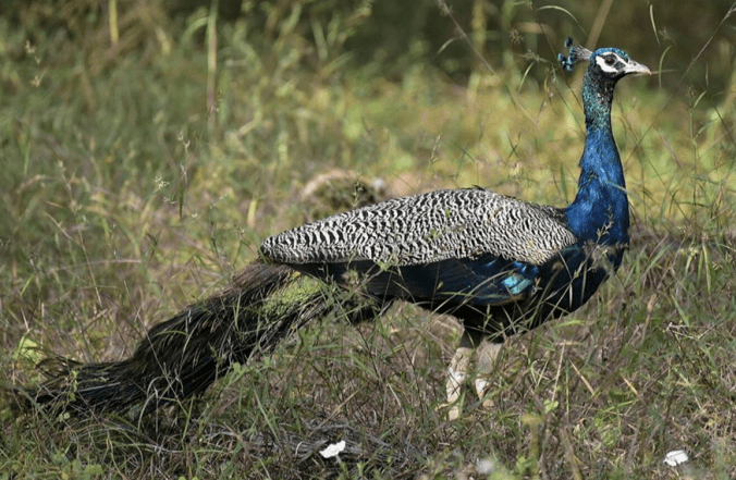 Peacock by Vijaykumar Thondaman - RAXA Collective