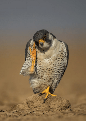 Peregrine falcon by Sudhir Shivaram - La Paz Group