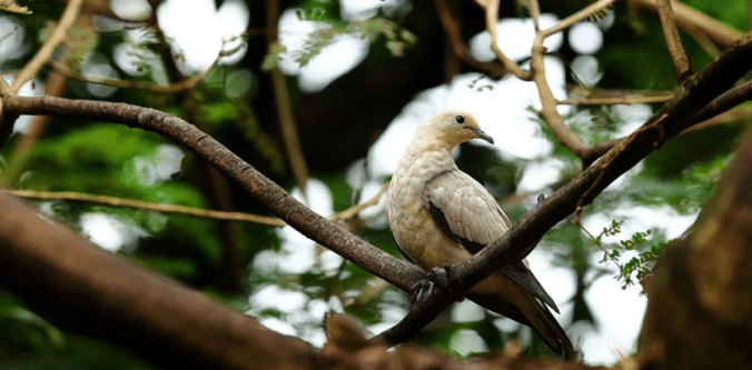 Pied Imperial Pigeon by Gururaj Moorching - La Paz Group