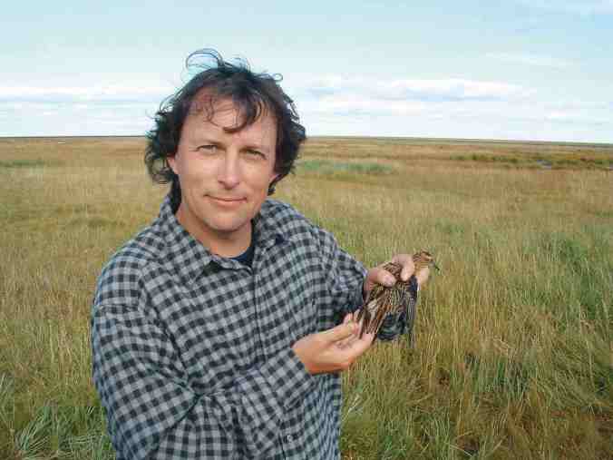 sfw_hr_nils_sharp-tailed_sandpiper_yk_delta