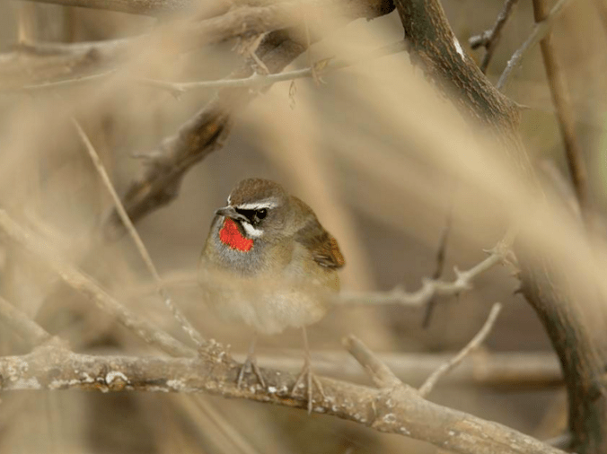 Siberian Rubythroat by Sudhir Shivaram - La Paz Group