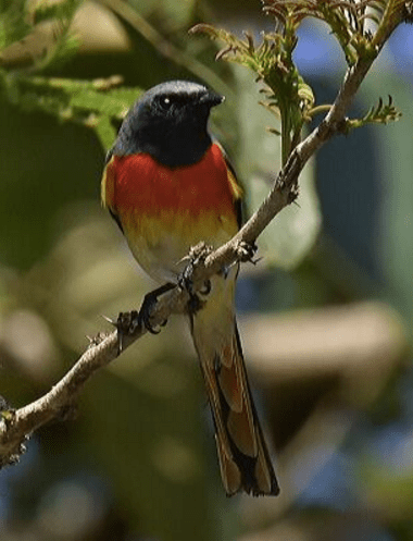 Small minivet by Vijaykumar Thondaman - La Paz Group