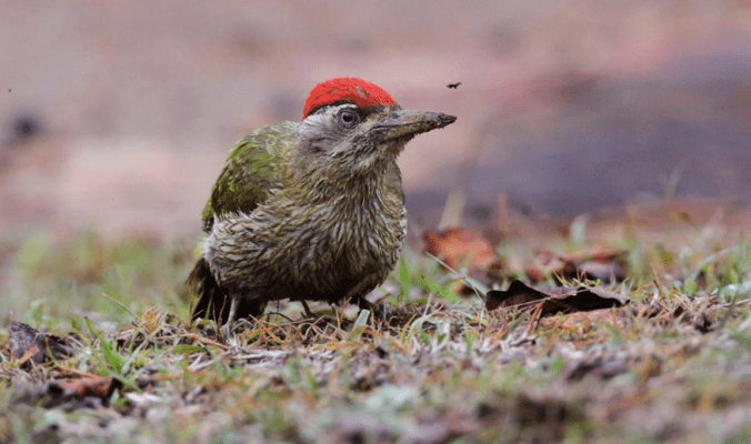 Streak-Breasted Woodpecker by Gururaj Moorching - La Paz Group