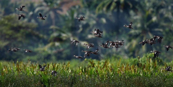 Sunda Teal by Gururaj Moorching - La Paz Group