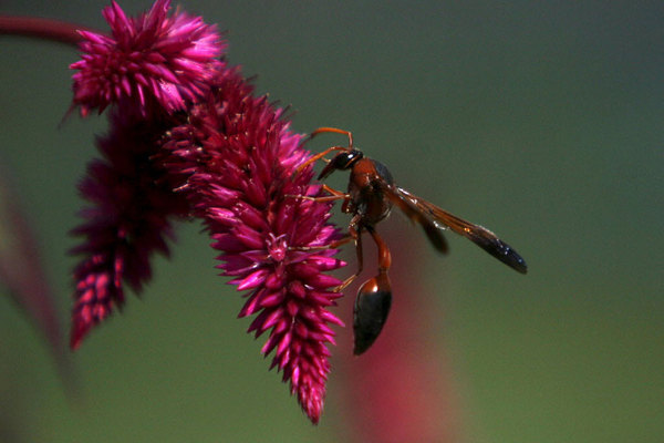 966911_1_0226-WPOLLINATORS_standard