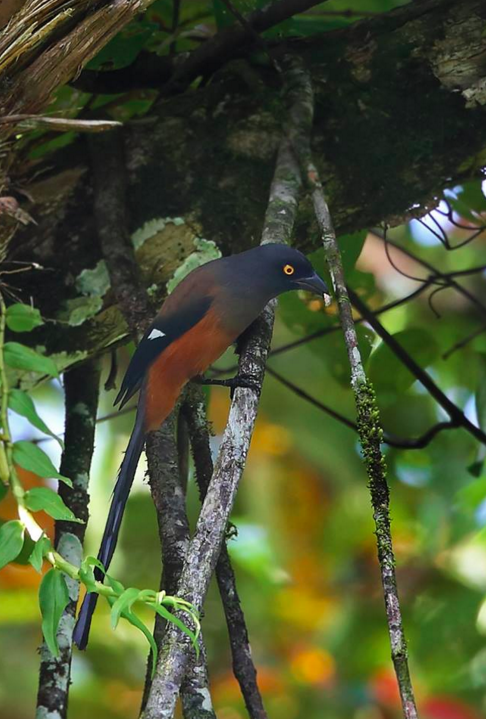 Andaman Treepie by Gururaj Moorching - La Paz Group