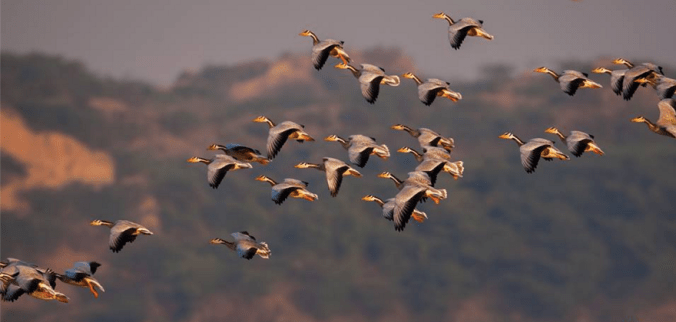 Bar-headed Geese by Sudhir Shivaram - La Paz Group