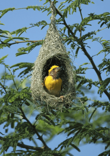Baya Weaver by S. Vijaykumar - RAXA Collective