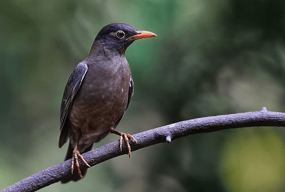 Black bird by Gururaj Moorching - La Paz Group