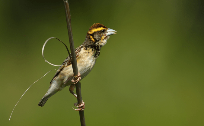 Black-breasted Weaver by Sudhir Shivaram - La Paz Group