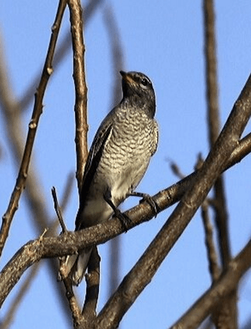 Black-headed Cuckooshrike by Vijaykumar Thondaman - La Paz Group
