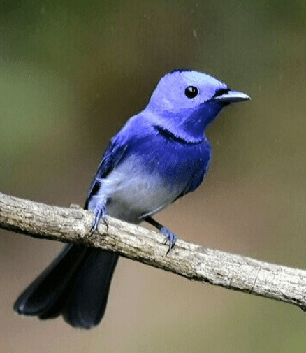 Black-naped monarch by Vijaykumar Thondaman - La Paz Group