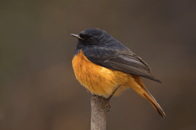 Black Redstart by Sudhir Shivaram - La Paz Group