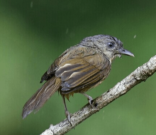 Brown-cheeked Fulvetta by Vijaykumar Thondaman - RAXA Collective