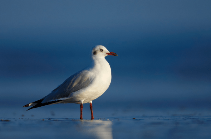 Brown-headed Gull by Sudhir Shivaram - La Paz Group