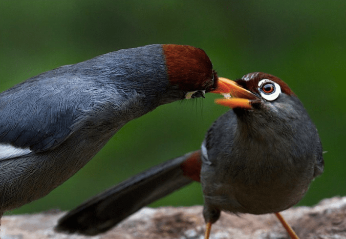 Chestnut-capped Laughingthrush by Gururaj Moorching - La Paz Group